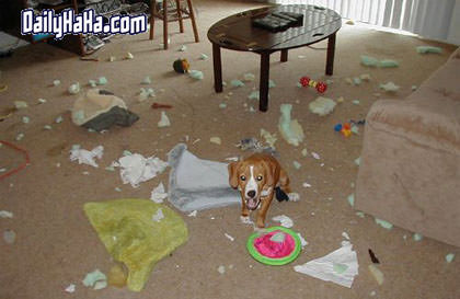 Bad Dog