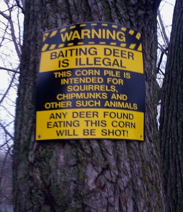 Baiting Deer funny picture