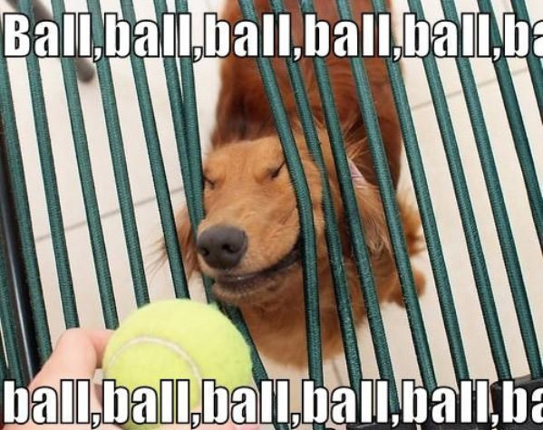 Ball Ball Ball funny picture