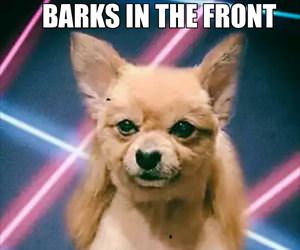 barks in the front