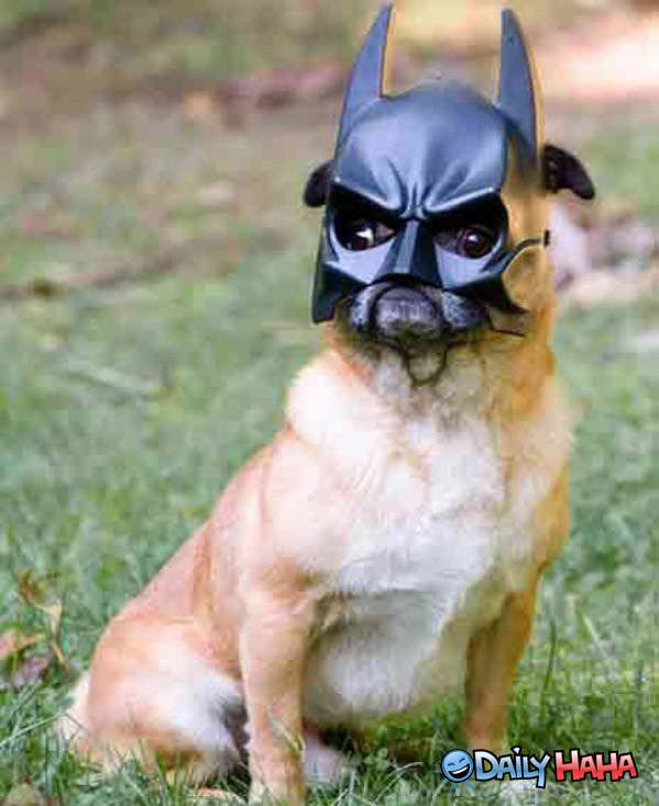 NaNaNa Bat Dog!