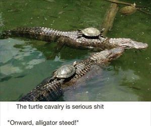 battle turtles