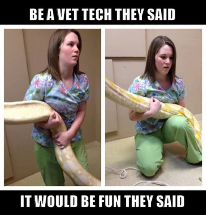 be a vet they said funny picture