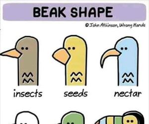 beak shapes