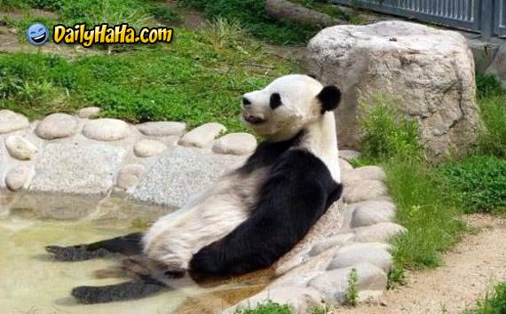 Bear relaxing