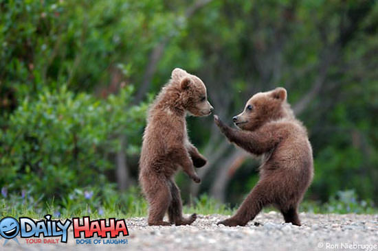 ninja Bears