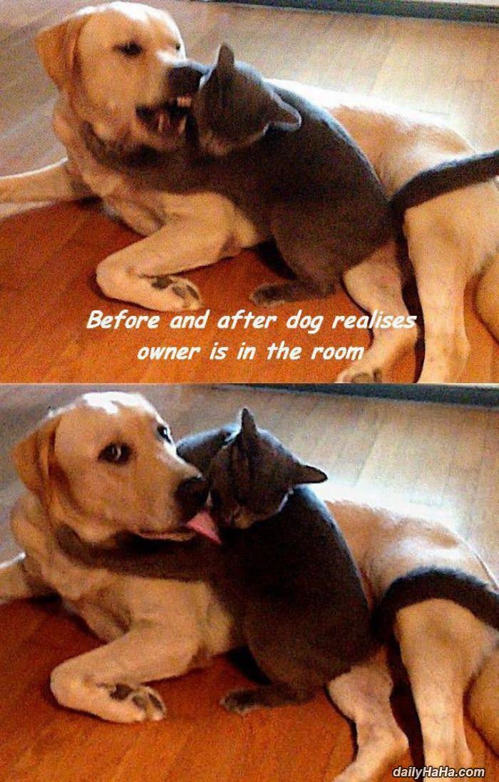 before and after dog funny picture
