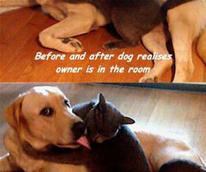 before and after dog funny picture