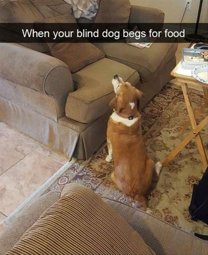 begging for food