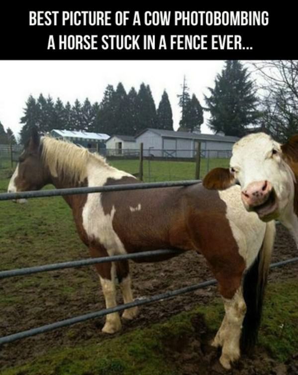 Expert Cow funny picture