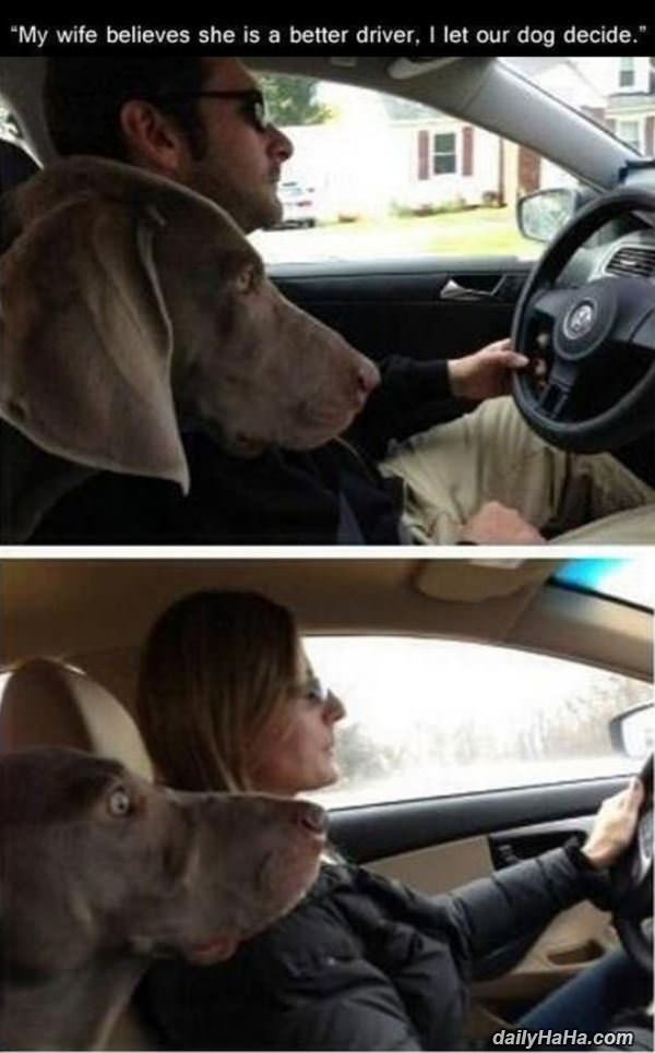 better driver funny picture