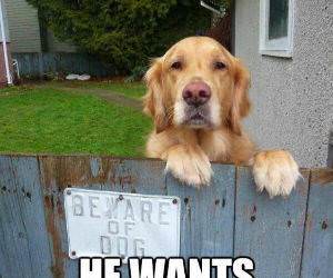 beware of dog funny picture