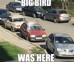 big bird was here funny picture