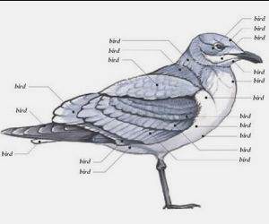 Bird Anatomy funny picture