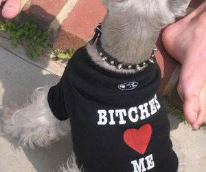 Funny Dog with a shirt that says bitches love me