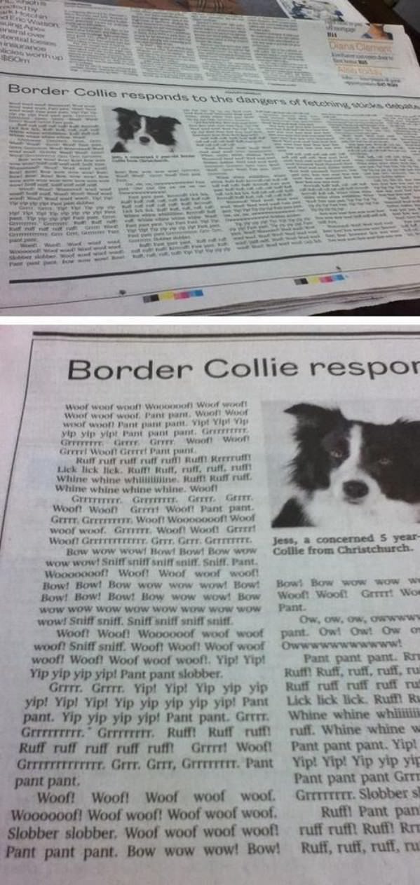 Border Collies Newspaper Response funny picture