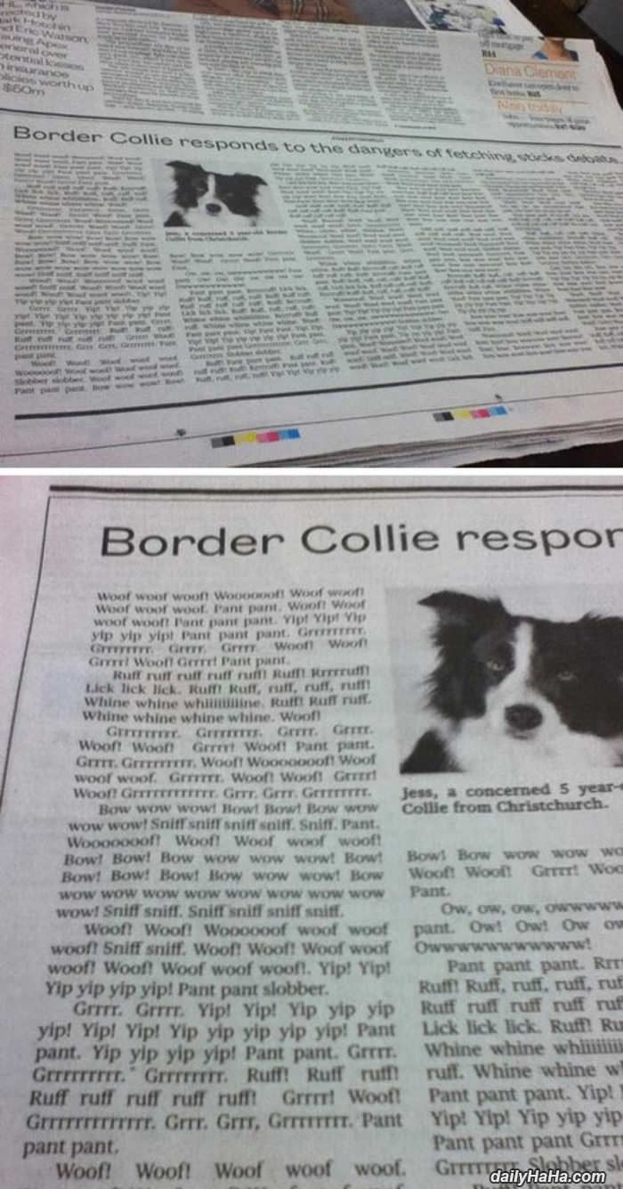 border collie responds funny picture