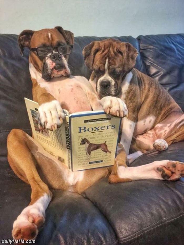 boxers funny picture