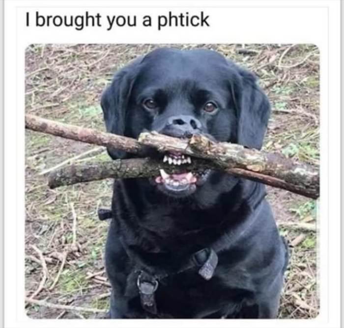 brought you a stick ... 2