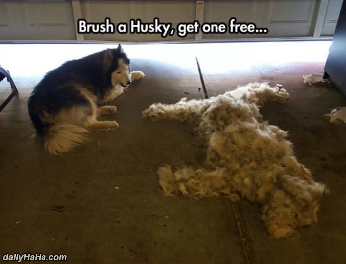 brush a husky funny picture