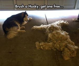 brush one get one free funny picture