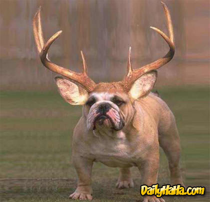 Bull Dog with Horns