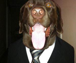 Business Dog funny picture