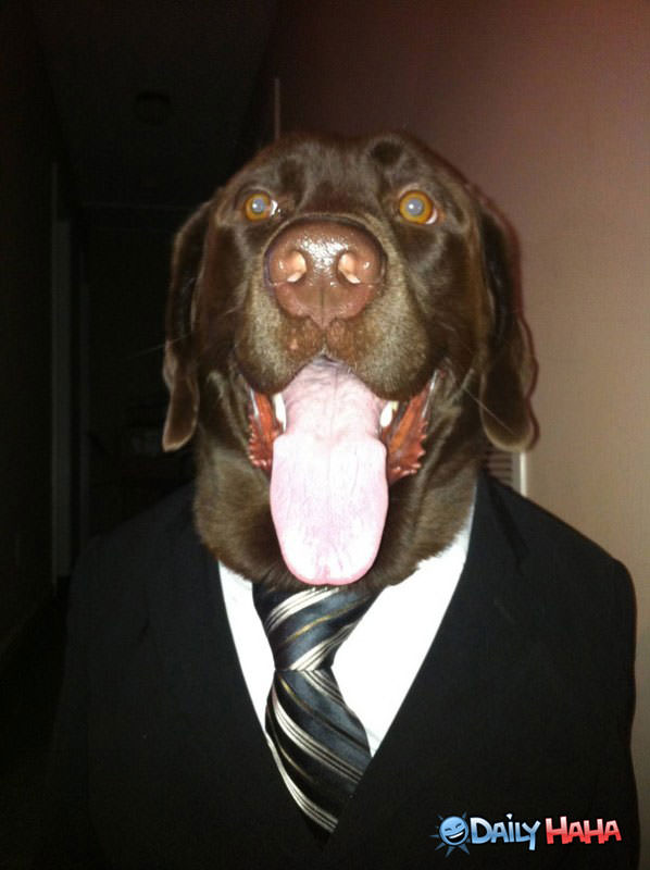 Business Dog funny picture