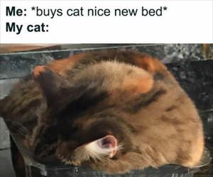 buys a new nice bed