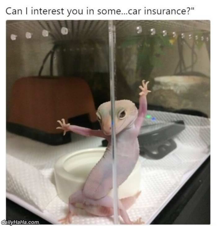 can i interest you in some insurance funny picture