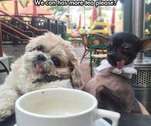 can we has some tea funny picture