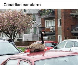 canadian car alarm