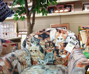 cat chair