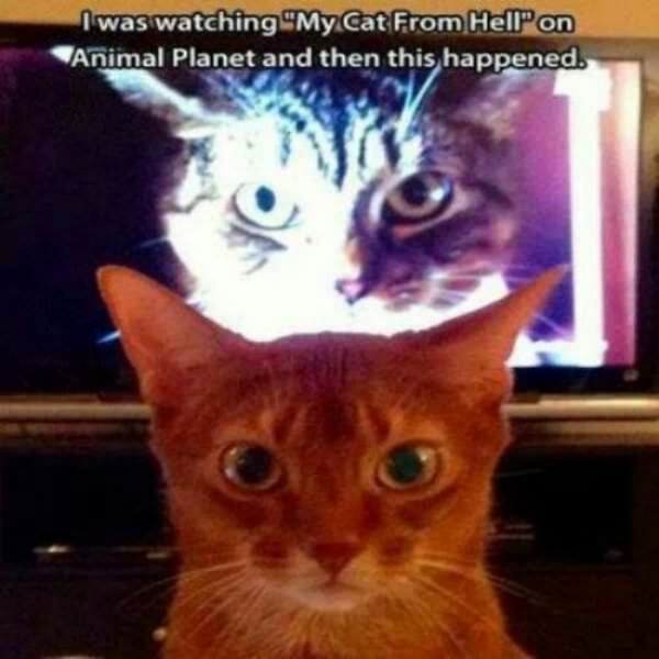 Evil Cat From Hell funny picture
