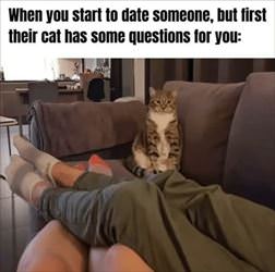 cat has some questions