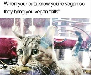 cat knows your a vegan