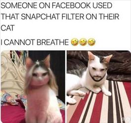 cat snapchat filter