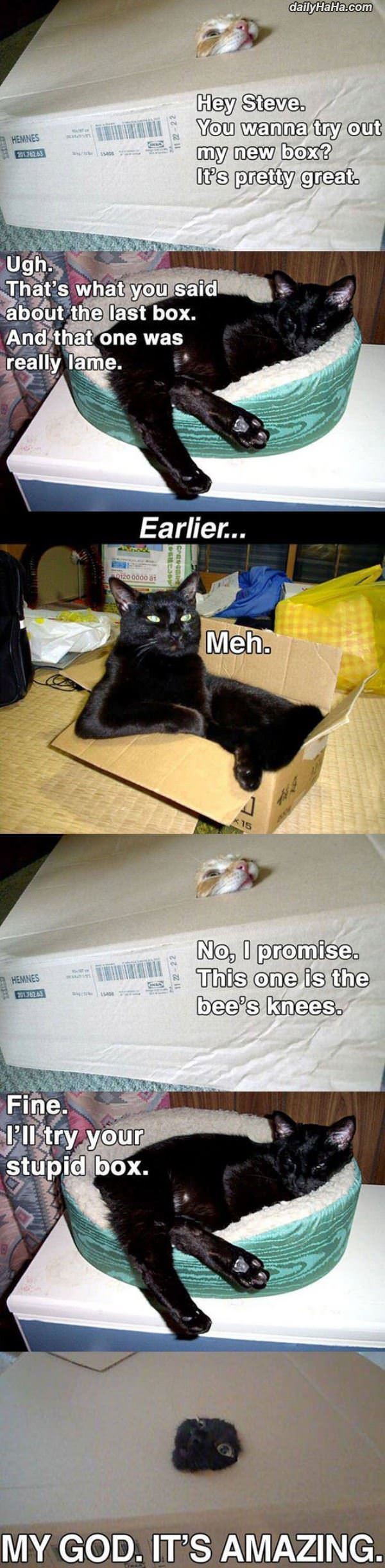 cat boxes funny picture