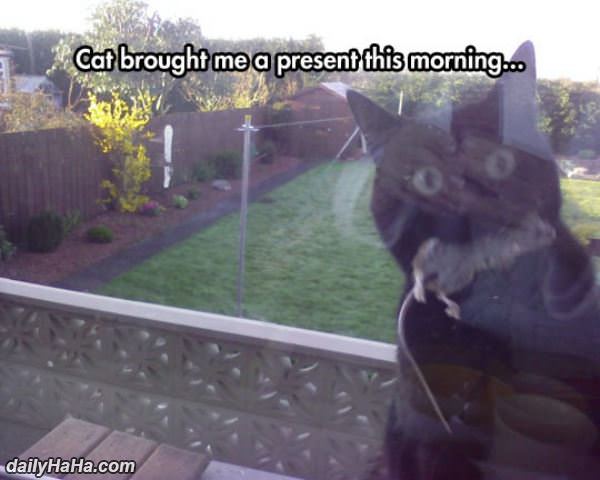 cat brought me a present funny picture