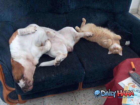 Cat and Dog Lounging