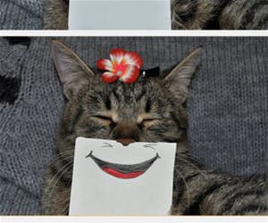 cat expressions funny picture