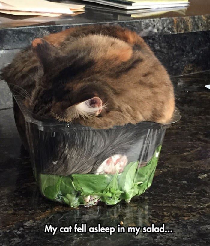 cat in my salad funny picture