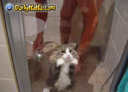 Cat Showering