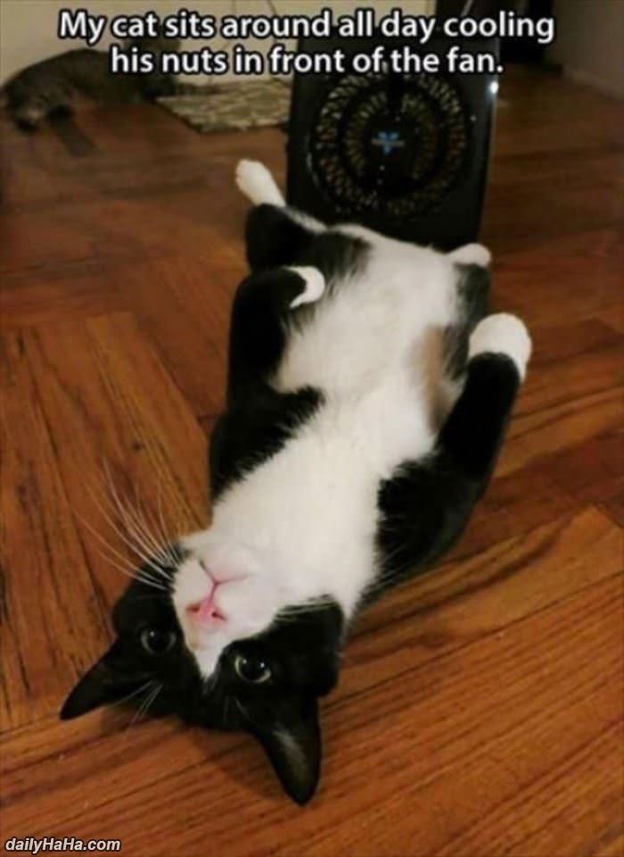 cat is just cooling off funny picture