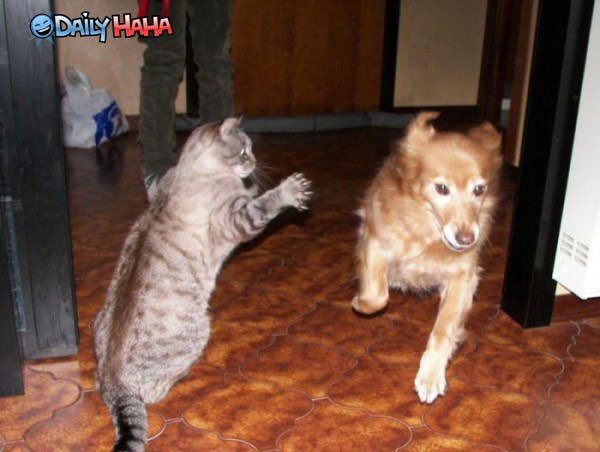 Cat Owns Dog funny picture