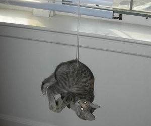 Cat Playing FAIL