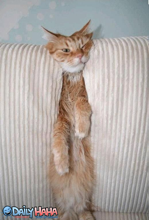 Cat Comfortable In Couch