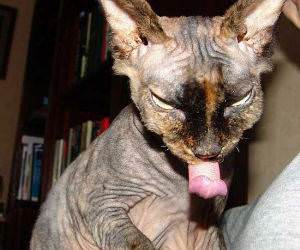 This cat has a really long tongue