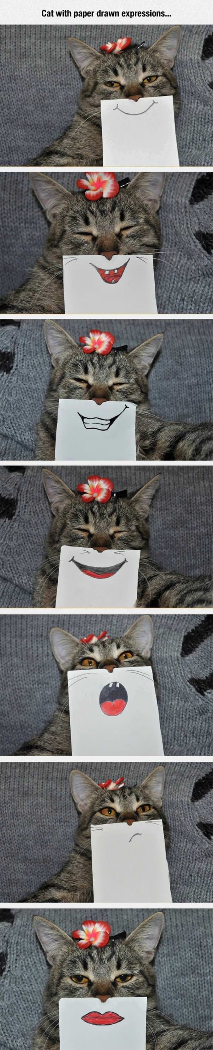 cat with drawn expressions funny picture
