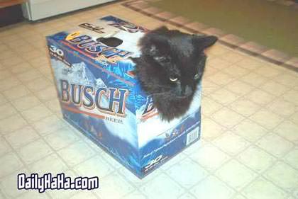 Cat Carrying Case